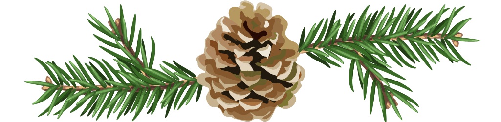 pine cone