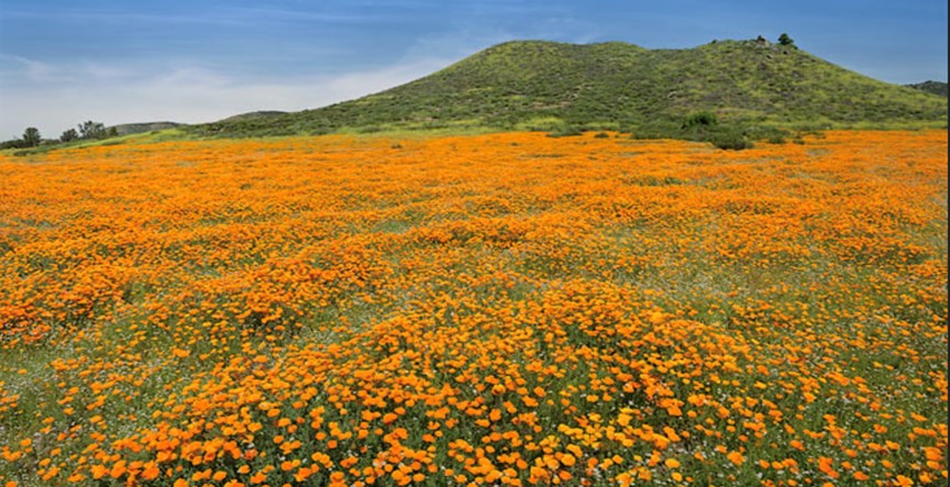 field of wildflowers